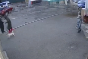 Нетрезвая женщина пыталась украсть собаку у маленькой девочки во Владивостоке