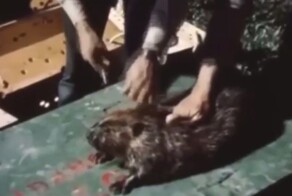 "Бобродировка": в 1948 году в США сбросили 76 бобров на парашютах