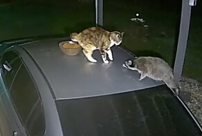 Енот и кошка не поделили миску с кормом 