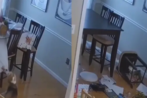 Суету навести охота: пёс подарил хозяевам новый повод для уборки