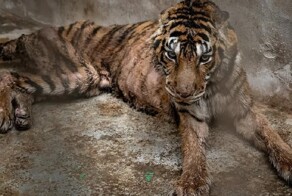 Крупнейшая операция по спасению диких кошек в Таиланде
