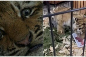 Тигрёнок из Хабаровского края идёт на поправку