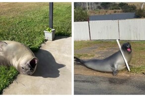 Тюлень терроризирует маленький городок в Австралии