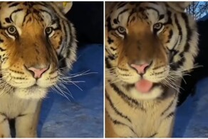 Тигр наткнулся на фотоловушку