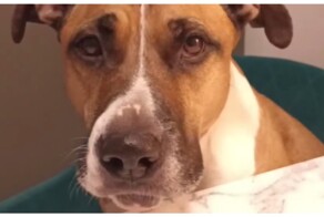 Поздравление от хорошего мальчика