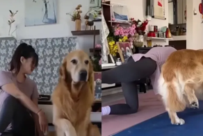 Пёс с хозяйкой на собственном примере показали важность зарядки