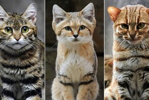 Хищники мелкого калибра: 10 самых маленьких диких кошек в мире