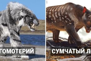 13 видов больших хищных кошек, которые оказались потеряны для нашего мира навсегда