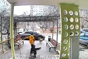 Бродячие собаки чуть не растерзали 9-летнего мальчика прямо у подъезда
