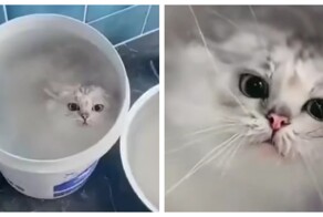 Домашний морской котик