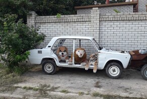 Гениальные творения ЖЭКа