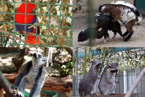 Частный зоопарк в Харькове (78 фото)