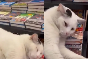 Кот не даёт женщине взять книгу в магазине
