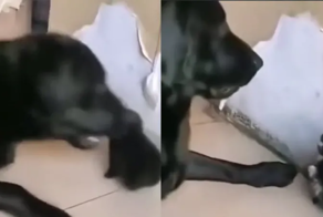 Щенок, который может за себя постоять