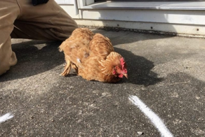 Почему курица впадает в «транс» от прямой линии перед клювом?