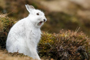 Заяц-беляк: почему некоторые хищники предпочитают с ним не связываться