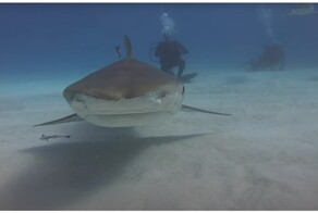 Акула решила попробовать камеру на вкус