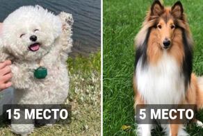 16 пород собак, которые являются самыми добродушными по мнению учёных
