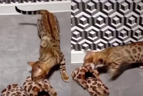 Бенгальский кот нашел соперников в виде тапок аналогичного окраса