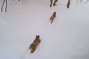 Рысь со свитой вышла к людям