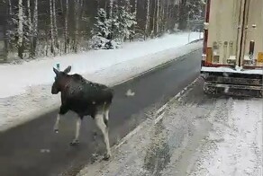 Пограничники сбили перебегавшего дорогу лося
