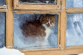 Мороз-художник и котики-ценители