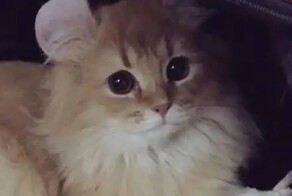 В Китае обрезают кошкам ушки, чтобы сделать их похожими на Микки Мауса