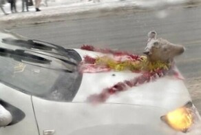 В Омске водитель прицепил на капот голову косули и катался так по городу