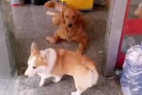 Весёлый корги, который знает, как надо ссориться