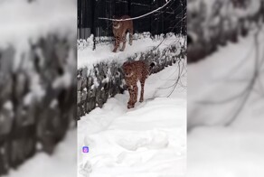 В Новосибирском зоопарке показали, как гепарды устраивают забеги по снегу