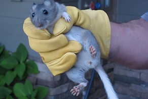 Пакрат: он собирает настолько много мусора, что такие свалки могут стоять годами