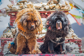 Тибетский мастиф: они и правда такие гигантские, или это всё маркетинговый трюк