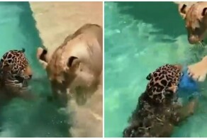 Большие кошки резвятся в бассейне