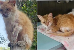 Облезшая кошка жила на крыше и боялась спускаться