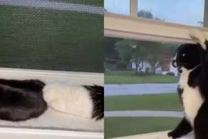 От любви до ненависти один шаг: котики внезапно устроили драку