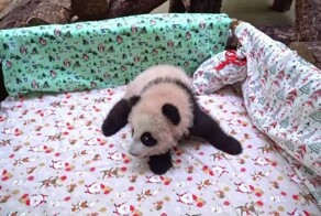 Катюша. Такое имя выбрали для маленькой панды⁠⁠