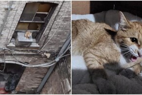Беспризорный котик свалился с крыши и оказался в ловушке