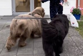 Этих питомцев часто принимают за медведей
