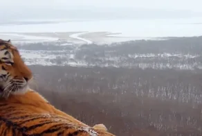 Первое видео с амурским тигром на фоне Владивостока