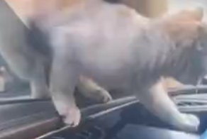 Котёнок залез погреться в тёплую машину