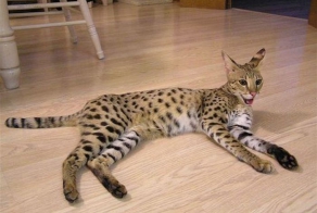  5 самых удивительных пород животных, выведенных человеком (9 фото)