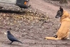 Пёс не поддаётся на провокации вороны