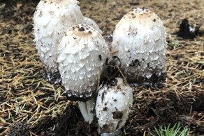 Необычный гриб, который в буквальном смысле занимается самоедством