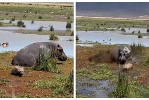 Гиена ошиблась с выбором жертвы