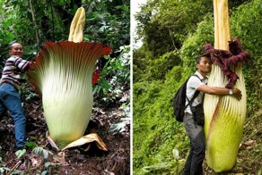 12 поразительных растений, которые поставили рекорды своими размерами
