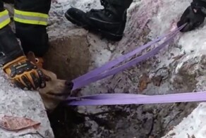 Долгое спасение дворняги