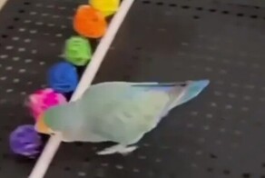 Смышлёный попугай разложил клубки по цветам