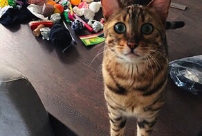 Котики и их секретные тайники с сокровищами