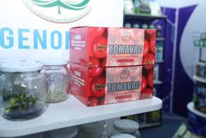 В Узбекистане разработали первую в мире съедобную вакцину от коронавируса на основе томатов