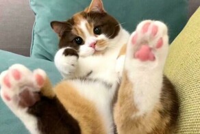 Коты — это любовь: 30 забавнейших фото с котейками